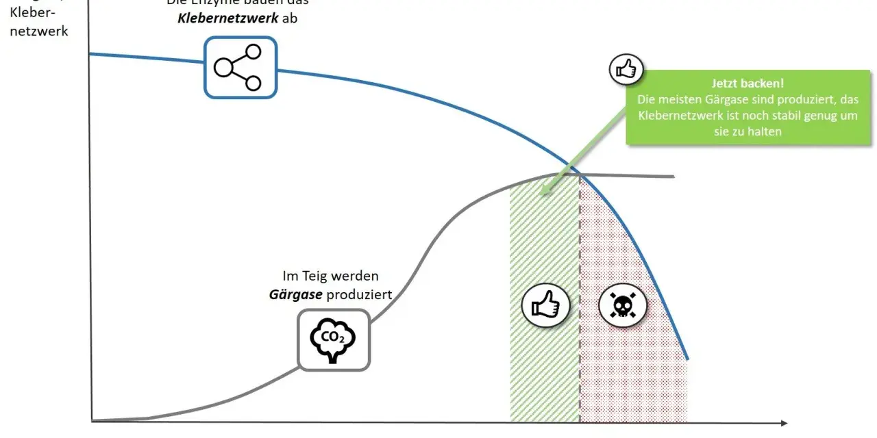 Diagramm zeigt, warum Brot im Ofen nicht aufgeht: Gärgase werden produziert, aber das Klebernetzwerk bricht zusammen.
