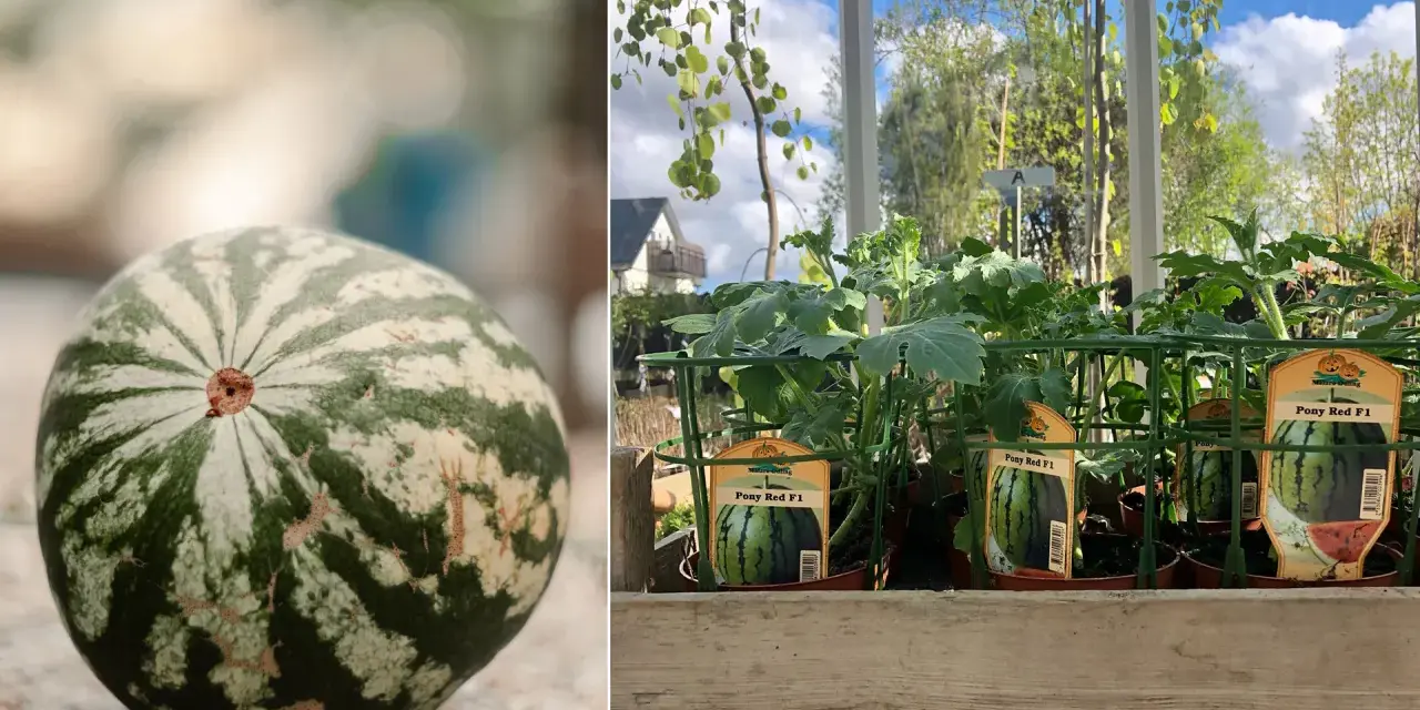En randig vattenmelon ligger på grus. Bredvid, plantor av "Pony Red F1" melon, redo att odla i kruka.