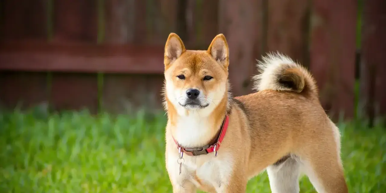 Uroczy pies rasy Shiba Inu w czerwonej obroży, z puszystym ogonem. Zastanawiasz się, ile kosztuje shiba?