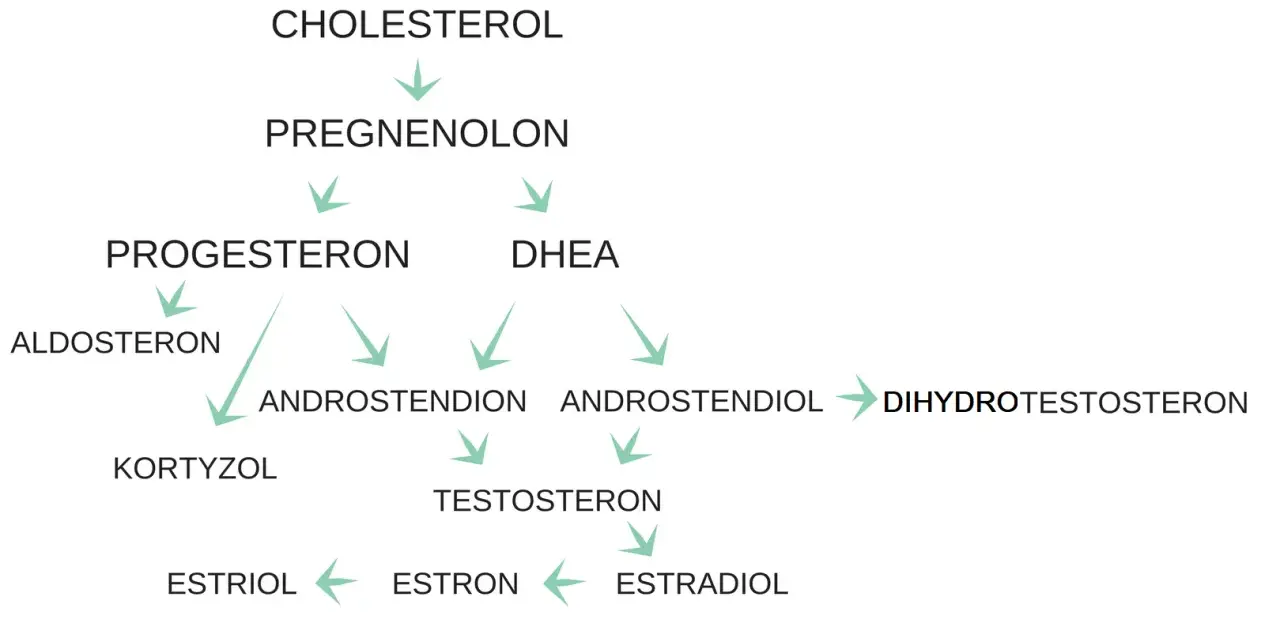 Schemat przedstawia szlaki metaboliczne hormonów steroidowych, od cholesterolu do estrogenów, w tym progesteronu, kluczowego dla cyklu miesiaczkowego.