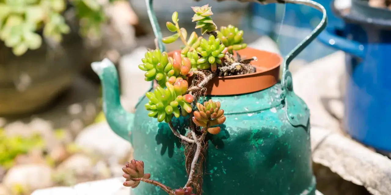 Alter grüner Teekessel dient als Blumentopf für Sukkulenten. Eine kreative Idee, um den Garten mit alten Sachen zu dekorieren.