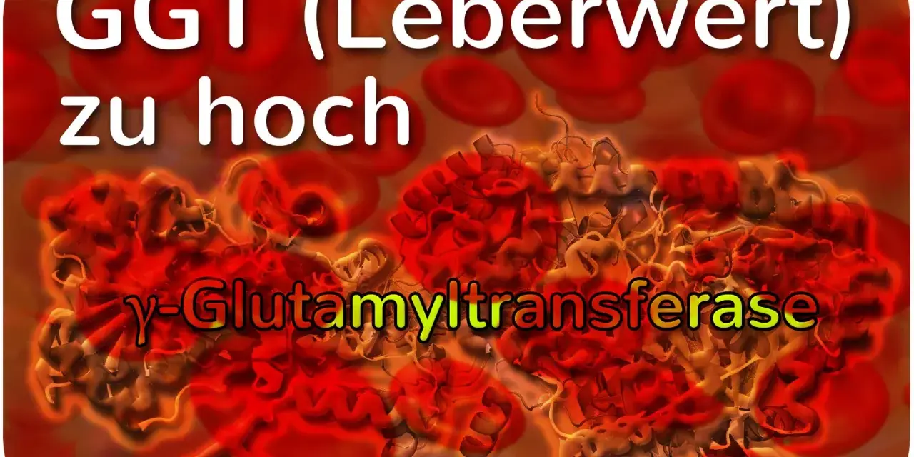 GGT (Leberwert) zu hoch: γ-Glutamyltransferase, ein Enzym, dessen erhöhter Blutwert auf Leberprobleme hinweisen kann.