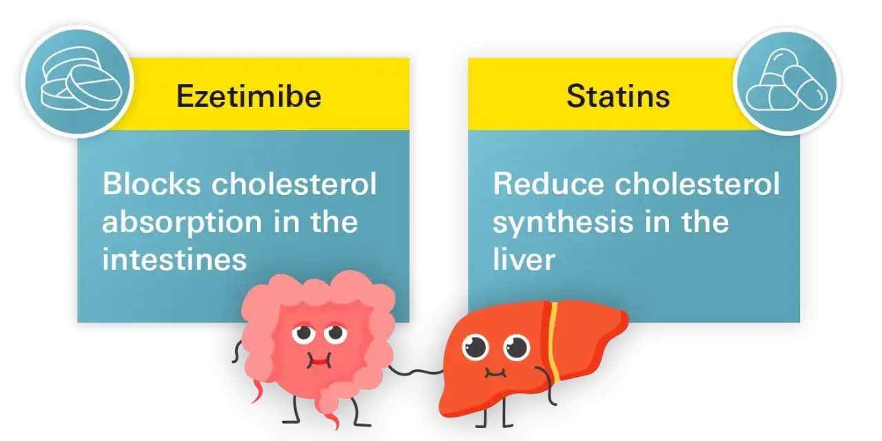 Ezetymib blokuje wchłanianie cholesterolu w jelitach, podczas gdy statyny redukują jego syntezę w wątrobie.
