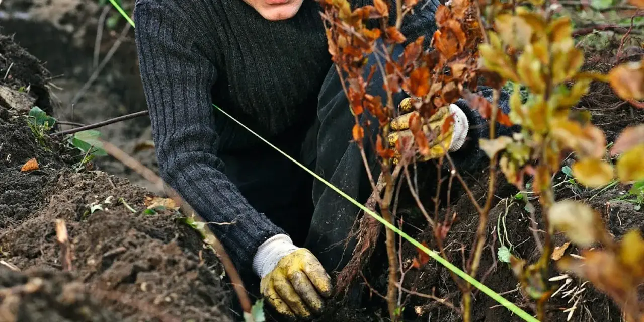 Man planterar en ny lindhäck. Han har handskar och böjer sig ner för att placera en planta i jorden.