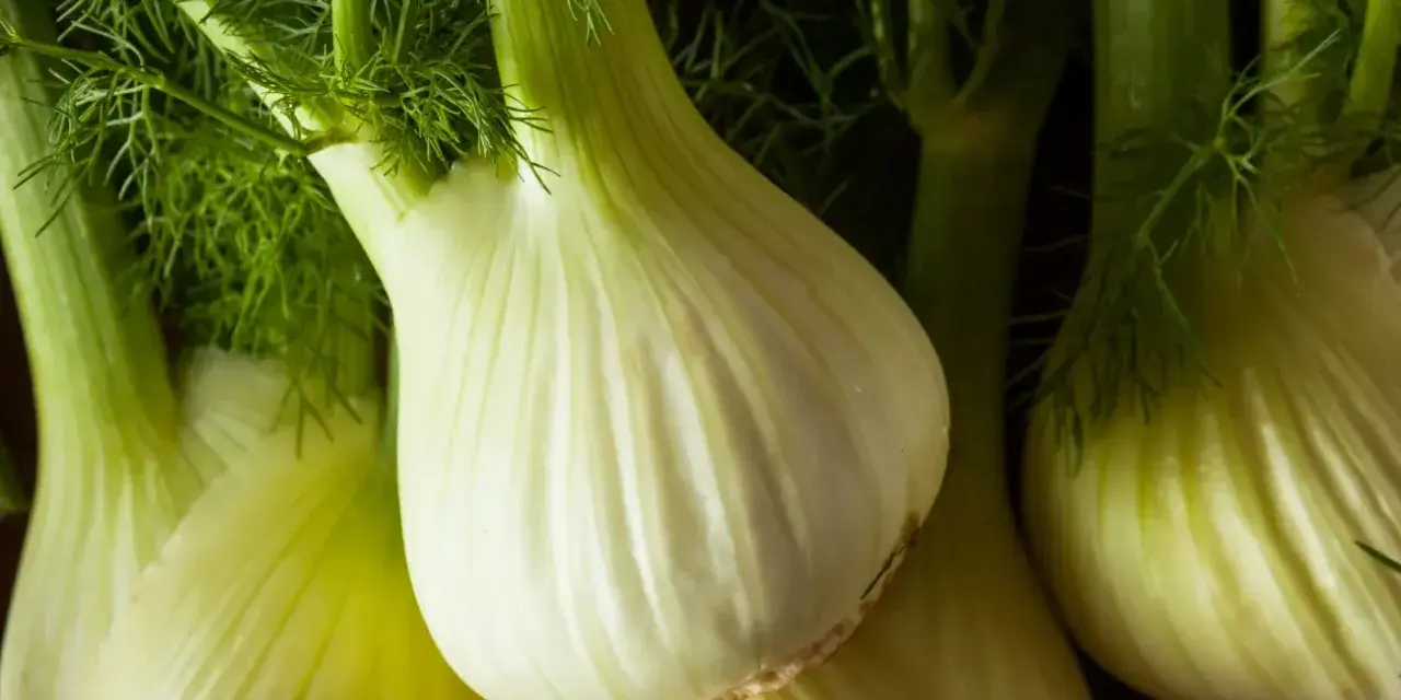 Kilka świeżych, zielonych fenkułów, warzyw o charakterystycznym kształcie i aromacie.