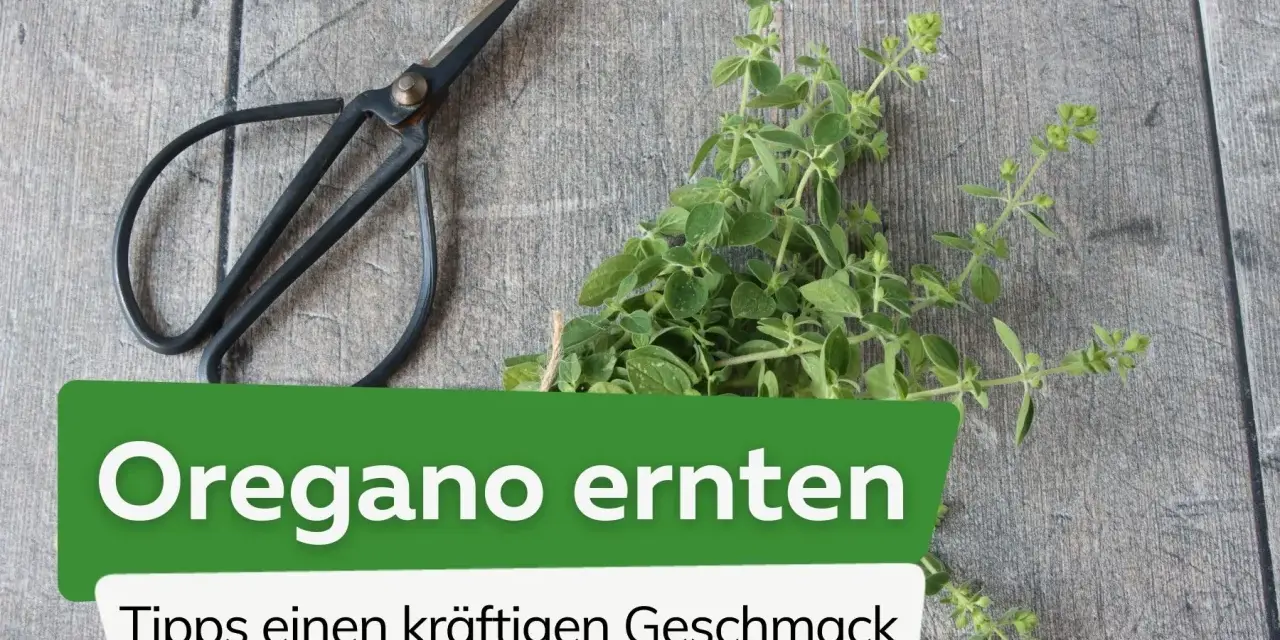 Frische Kräuter für den perfekten Geschmack: Mit einer kleinen Schere wird jetzt oregano ernten zum Kinderspiel.