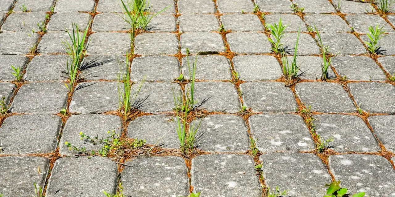 Chwasty wyrastające między kostkami brukowymi. Może czas na sól na chwasty?
