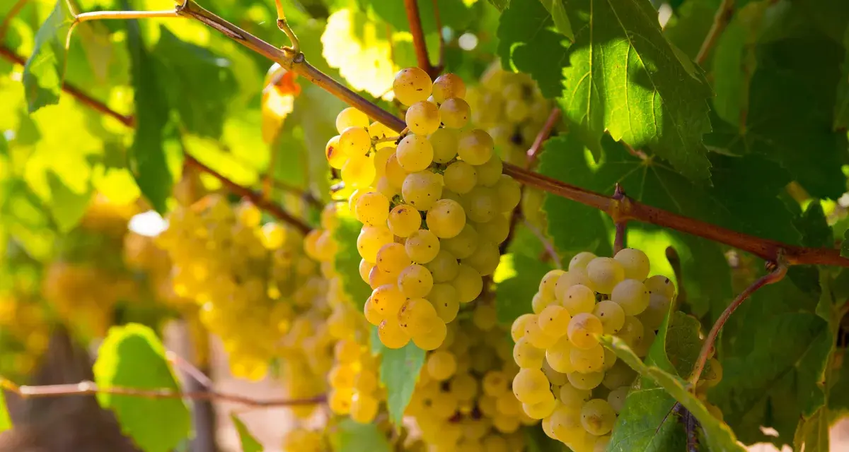 Grappes de raisin blanc du cépage Rolle mûrissant sous le soleil, prêtes à devenir un vin frais et aromatique.