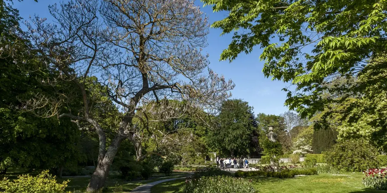 En park med en blommande paulownia tomentosa i förgrunden. En grönskande trädgård med en gångstig och en grupp besökare i bakgrunden.