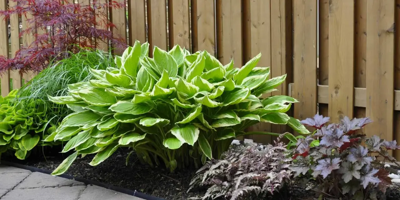 Piękna hosta z zielono-białymi liśćmi, idealna jako kwiaty do cienia wieloletnie. Obok paprocie i czerwona klon.