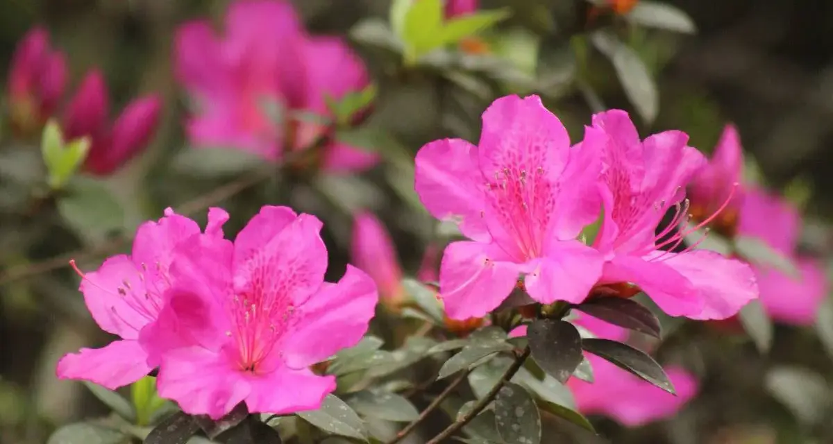 Magnifique floraison d'azalées roses vives, leurs pétales délicats ornés de taches plus foncées, annonçant le printemps.