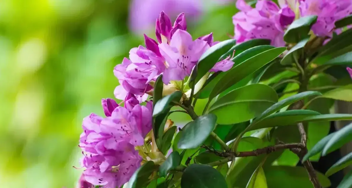 Fioletowe kwiaty rododendronu, gotowe do przycinania po kwitnieniu, otoczone zielonymi liśćmi.