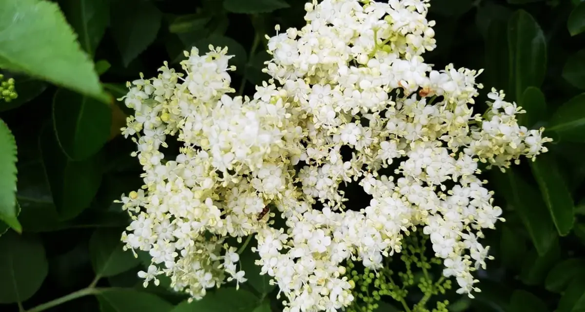 Gros plan sur un bouquet de fleurs de sureau blanches et crémeuses, entourées de feuilles vertes luxuriantes.