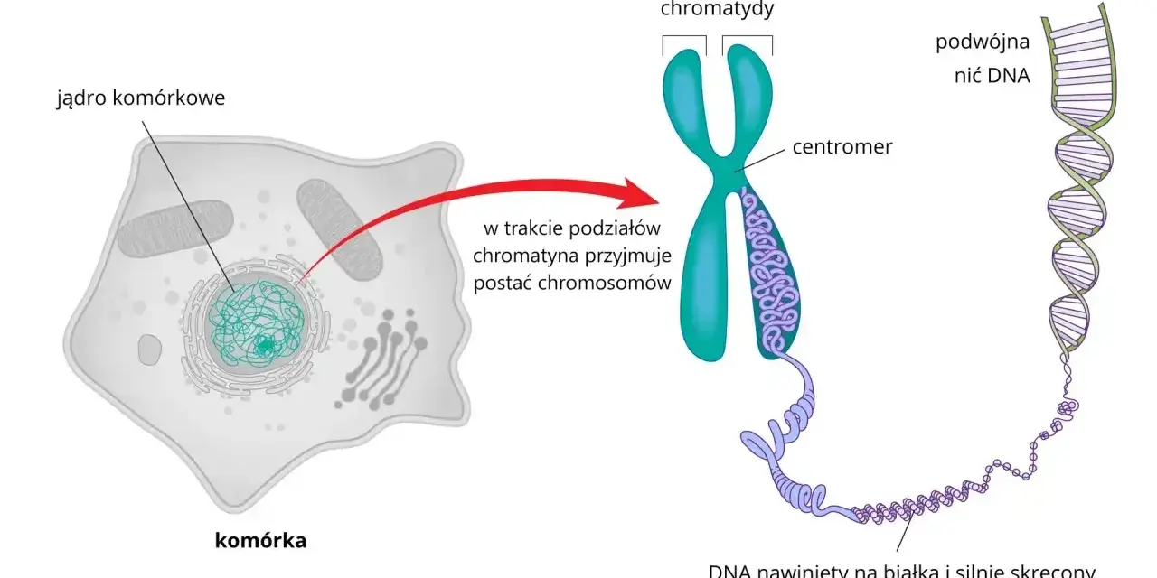 Komórka z jądrem, gdzie chromatyna tworzy chromosomy. Pokazano budowę chromosomu i podwójną nić DNA, kluczowy element każdego genu.