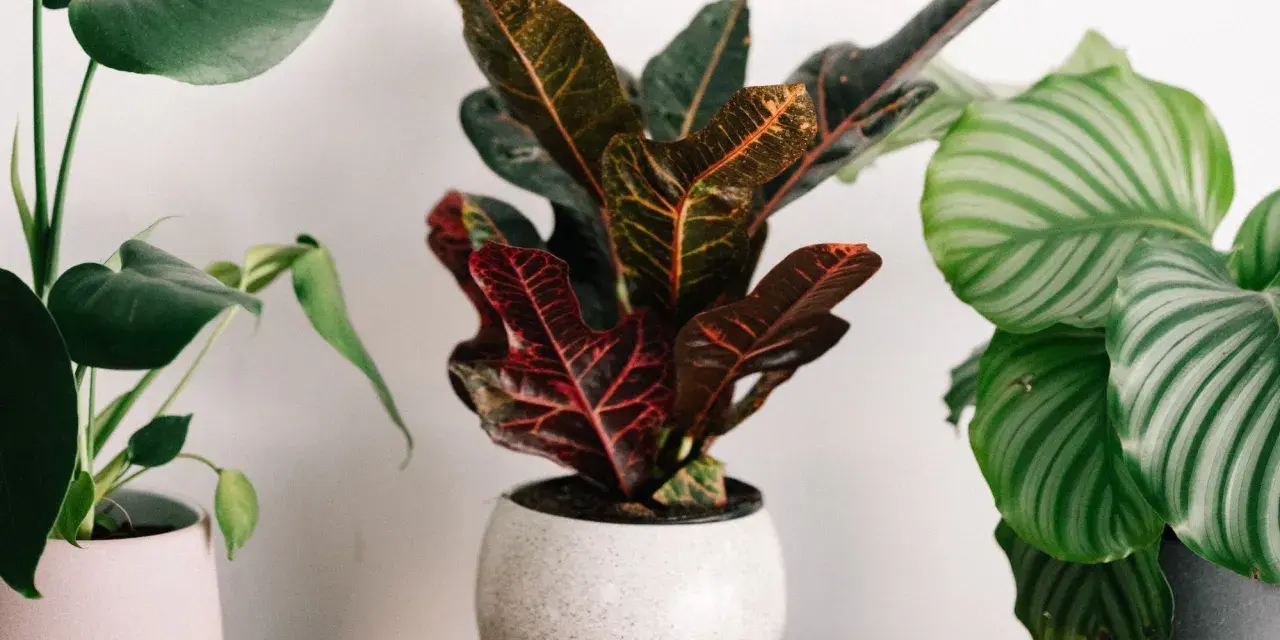 Tres plantas pequeñas de interior: una Monstera con hojas verdes, una Croton con hojas rojas y naranjas, y una Calathea con hojas rayadas verdes y blancas.