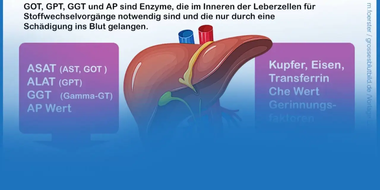 Leberenzyme wie GOT, GPT, GGT und AP sind wichtig. Ihre Blutwerte können auf eine Fettleber hinweisen.