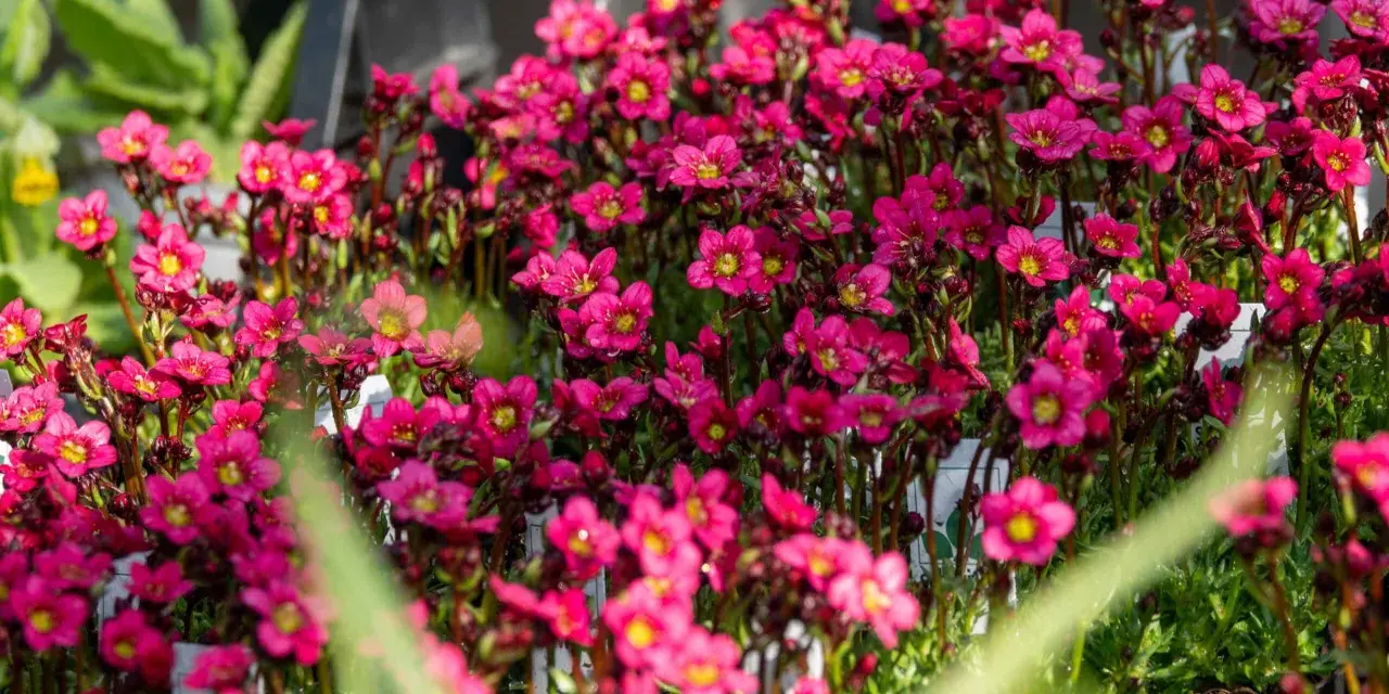 Bienenfreundliche polsterstauden als beeteinfassung, leuchtend pinke Blüten mit gelben Zentren, ideal für Steingärten und Trockenmauern.