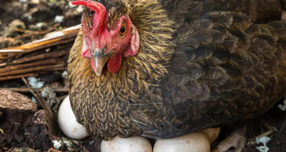 Gallina che cova le uova. Quante uova fa una gallina al giorno? Dipende dalla razza e dalla stagione, ma questa ne ha già deposte diverse!