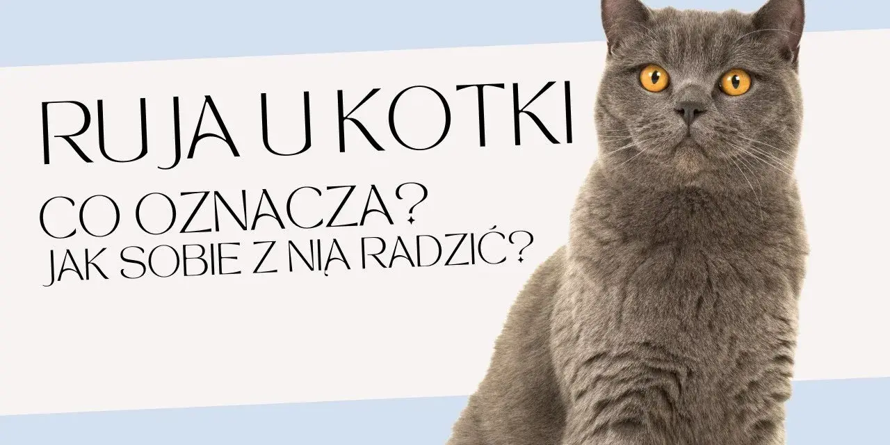 Jak długo kotka ma ruje? Poznaj tajemnice rui i jej trwania