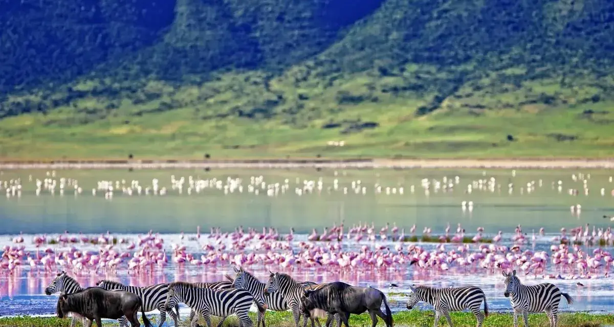 Stado zebr i gnu przemierza brzeg jeziora w Ngorongoro, gdzie tysiące flamingów tworzy różowy dywan.