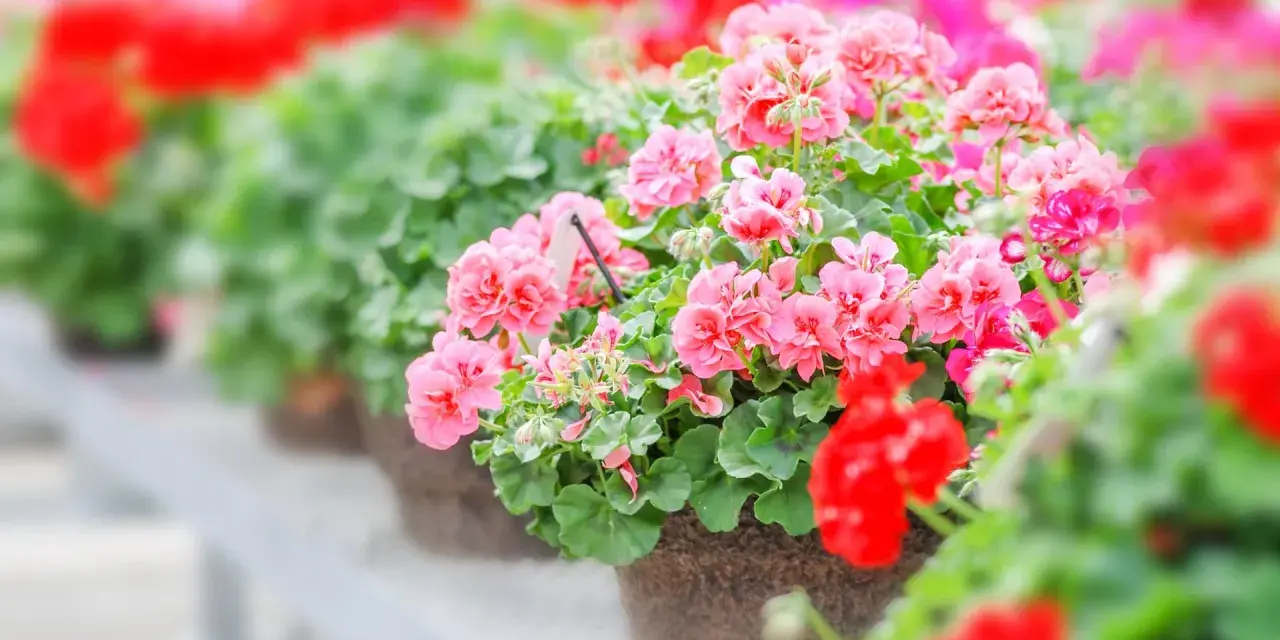 Reich blühende Geranien in Rosa und Rot, ein Zeichen für gute Geranien Pflege.