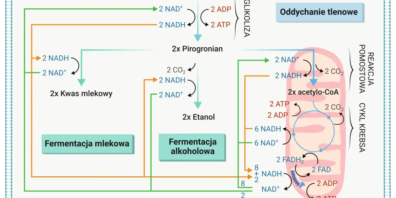 Schemat przedstawia szlak metaboliczny, gdzie glukoza przekształca się w pirogronian, a następnie w kwas mlekowy lub etanol. Wzór kwasu pirogronowego jest kluczowym produktem pośrednim.