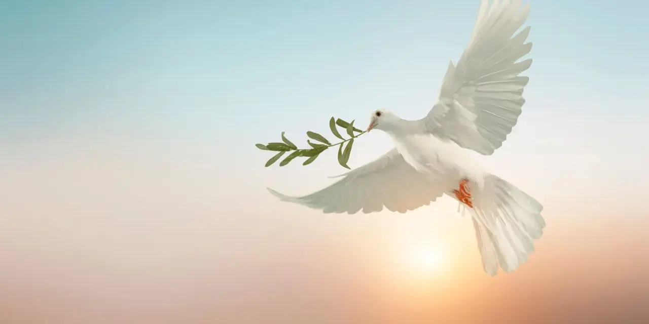 Weiße Taube mit Olivenzweig im Schnabel fliegt vor einem sanften Sonnenuntergang. Sie symbolisiert Frieden, was man an Pfingsten feiert.