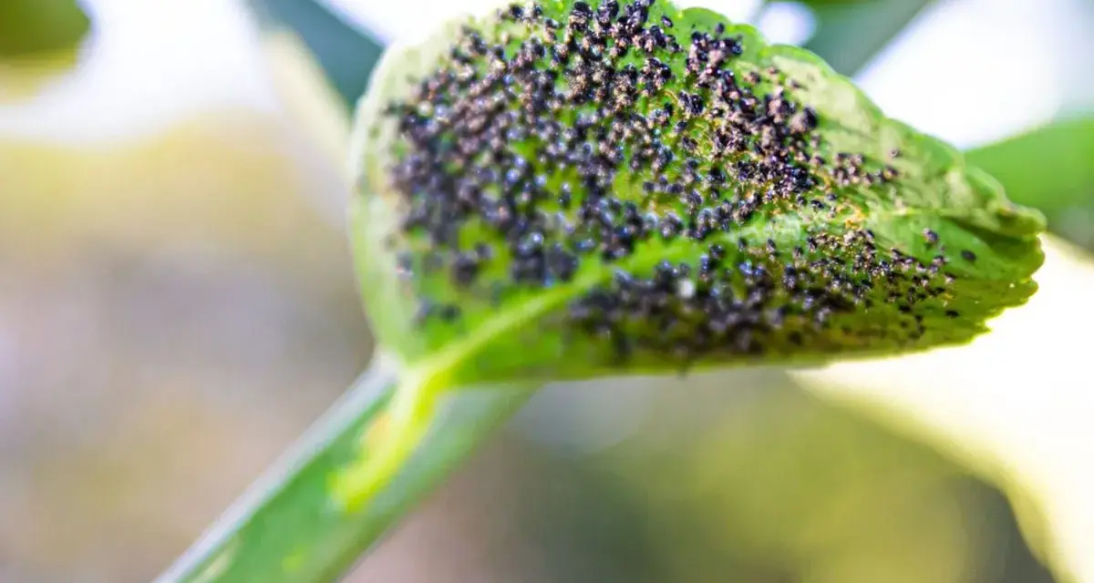 Un pulgón limonero se reproduce en una hoja verde, cubriéndola por completo.