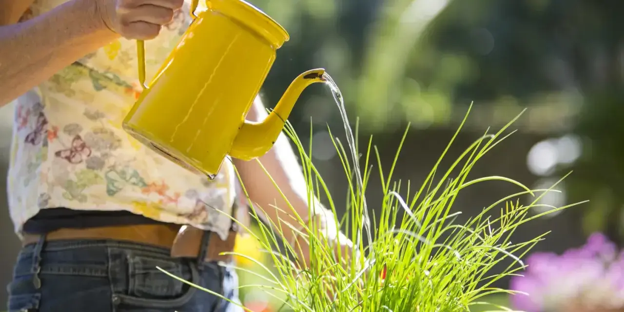 Donna innaffia le piante con un'annaffiatoio giallo. Scopri come togliere il calcare dall'acqua per innaffiare le piante e mantenerle sane.