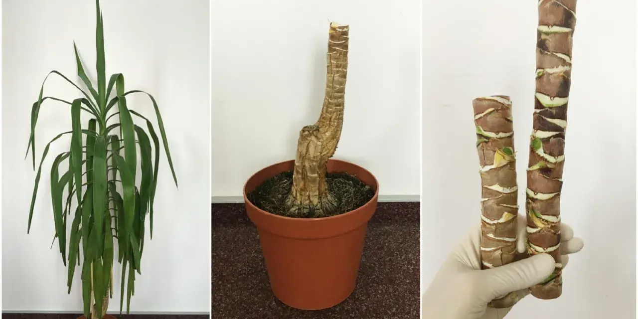 Juka ogrodowa w donicy zimowanie: zdrowa roślina, pusta donica po przycięciu i ukorzenione pędy.