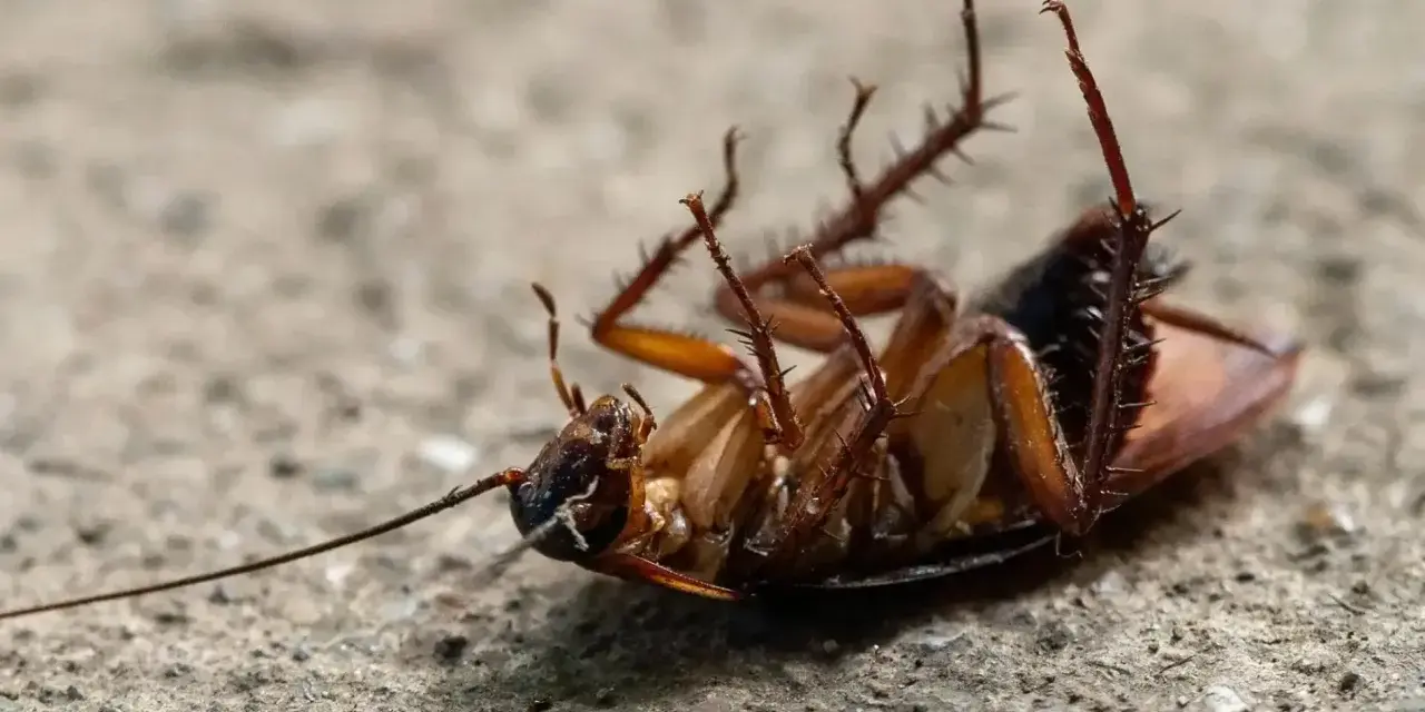 Cucaracha boca arriba, un ejemplo de cómo ahuyentar las cucarachas.