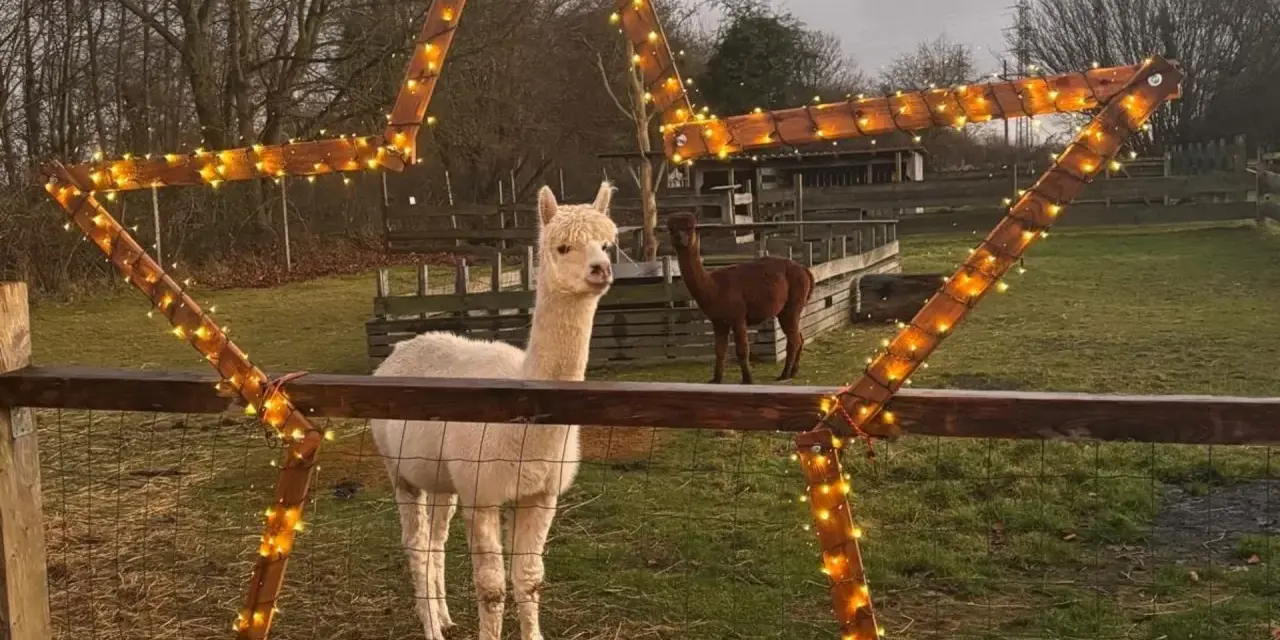 Zwei Alpakas auf einer Weide bei Flensburg, umrahmt von einem Stern aus Holz und Lichterketten. Eine Alpaka Wanderung hier wäre ein Erlebnis!