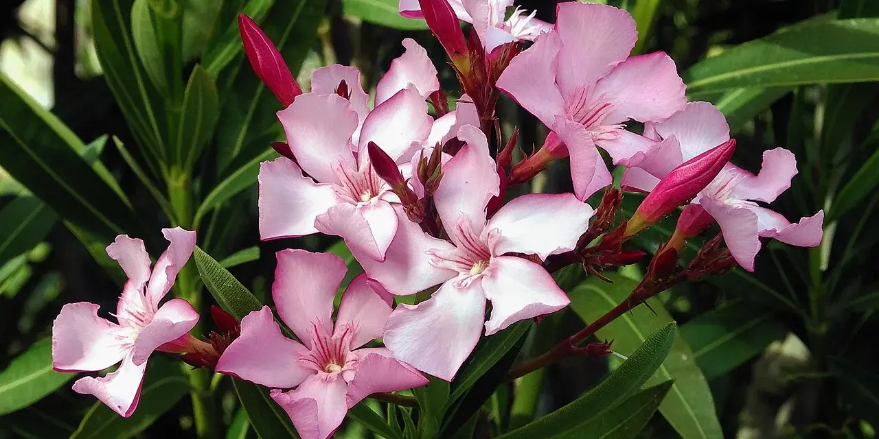 En klase ljusrosa nerium oleander-blommor med mörkgröna blad. Några knoppar är fortfarande stängda.