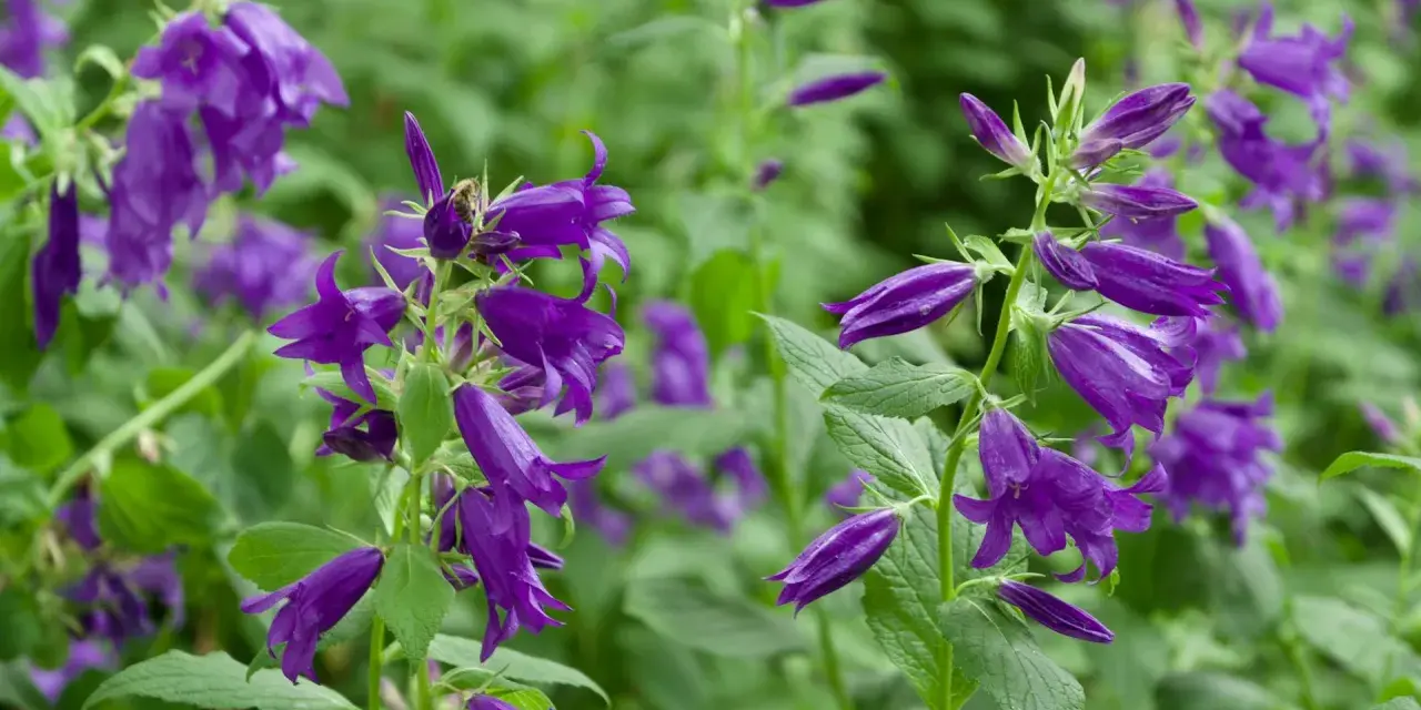 Lila Glockenblumen blühen üppig an ihrem natürlichen Standort im Grünen. Eine Biene besucht eine Blüte.