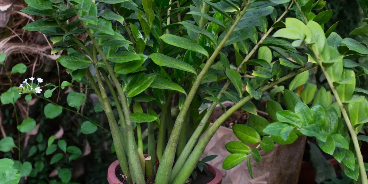 Zamioculcas in vaso rosso, rigoglioso e verde. La sua cura è semplice, ideale per chi ama le piante resistenti.