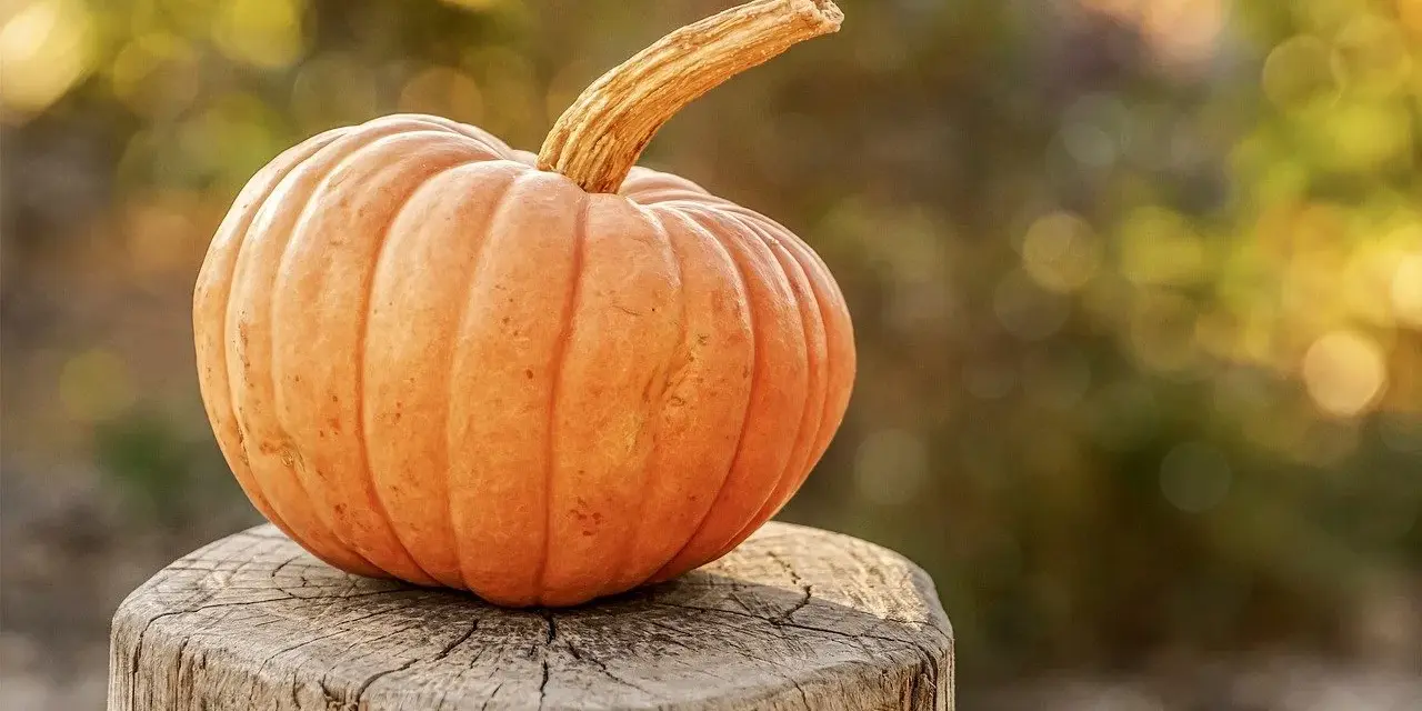 Zucca arancione su un ceppo di legno, perfetta per quando si raccolgono le zucche.