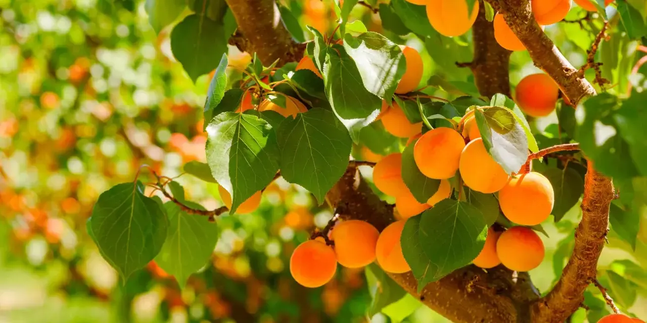 Gałąź drzewa moreli ugina się pod ciężarem dojrzałych, pomarańczowych owoców. Widać, jak wygląda drzewo moreli w pełni lata.
