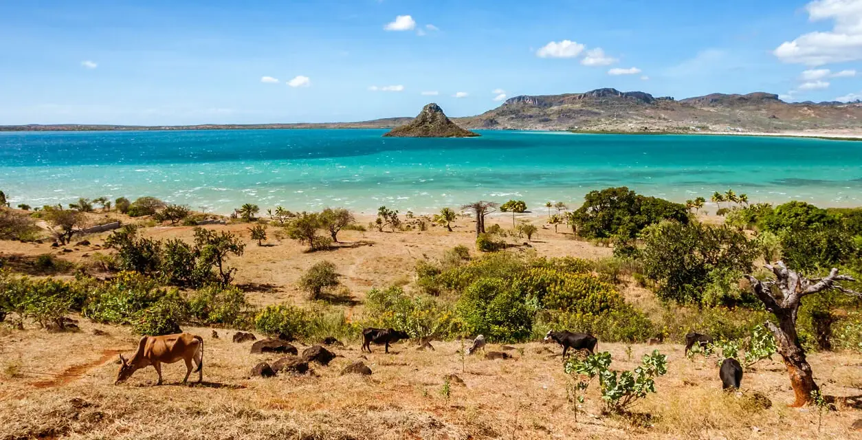 Madagaskar kiedy jechać? Suchy krajobraz z krowami i turkusowym morzem. Idealny czas na podróż to pora sucha, od kwietnia do października.