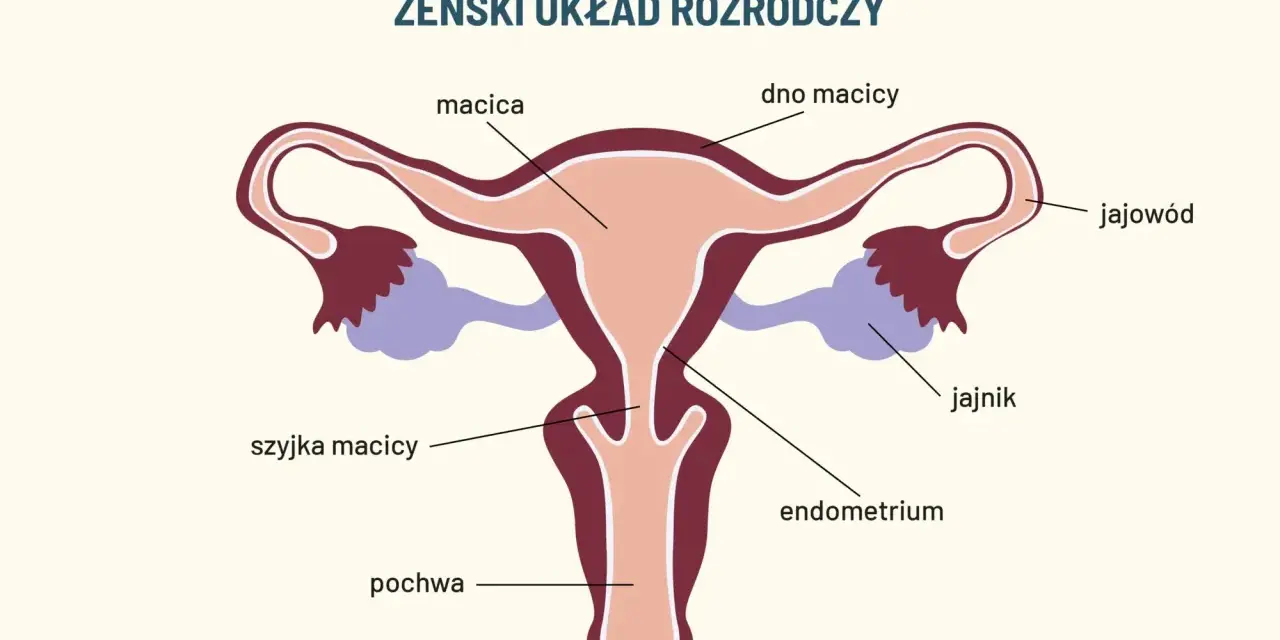 Schemat żeńskiego układu rozrodczego. Widoczna szyjka macicy, która może być dotknięta dysplazją.