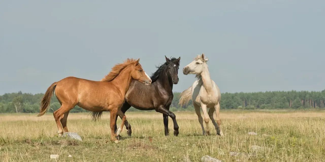 Trois chevaux, un bai, un noir et un alezan, galopent dans un pré. Le bai, comme il faut étalon, semble mener la course.