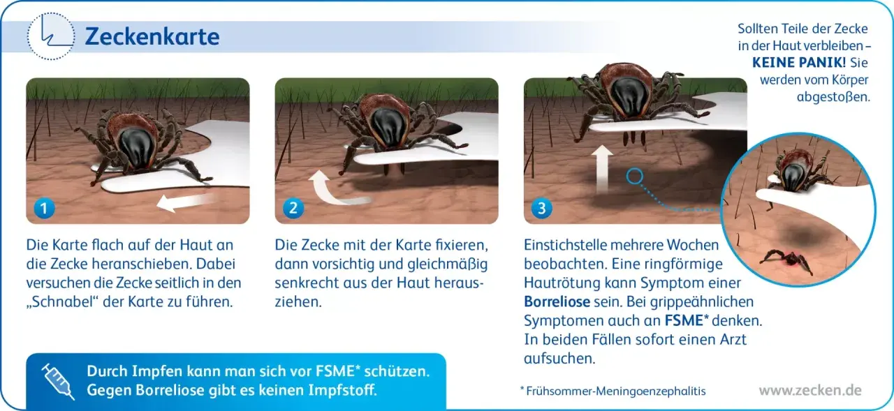 Anleitung zur Zeckenentfernung mit einer Karte: flach unter die Zecke schieben, fixieren und senkrecht herausziehen. Beobachten Sie die Stelle.