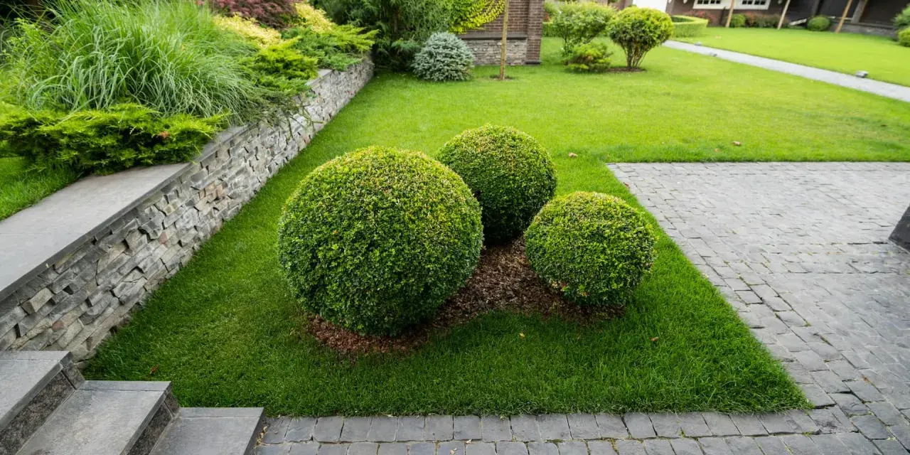 Trzy idealnie okrągłe kule bukszpanu w ogrodzie, otoczone zieloną trawą i kamienną ścieżką, tworzą elegancką kompozycję.