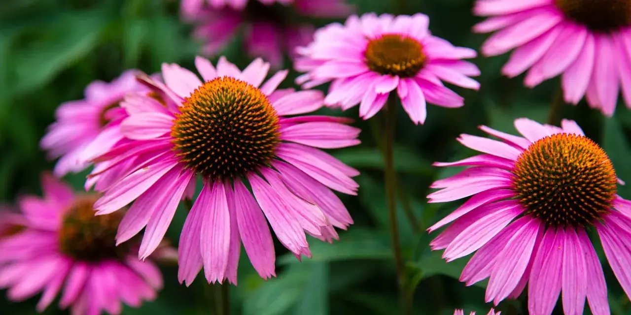 Nahaufnahme von pinken Echinacea-Blüten. Die Echinacea-Wirkung ist bekannt für ihre immunstärkenden Eigenschaften.