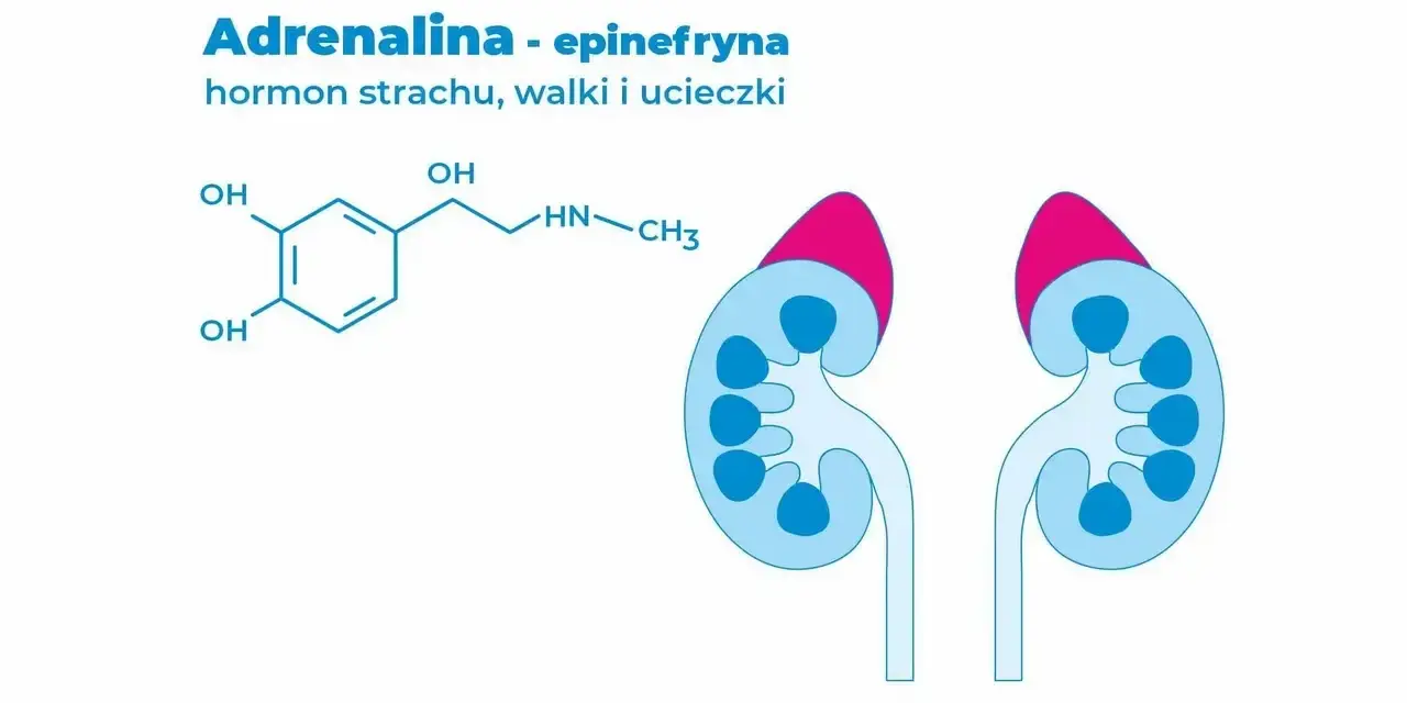 Schemat chemiczny adrenaliny, hormonu wywołującego **adrenalina**, i zarys nerek.