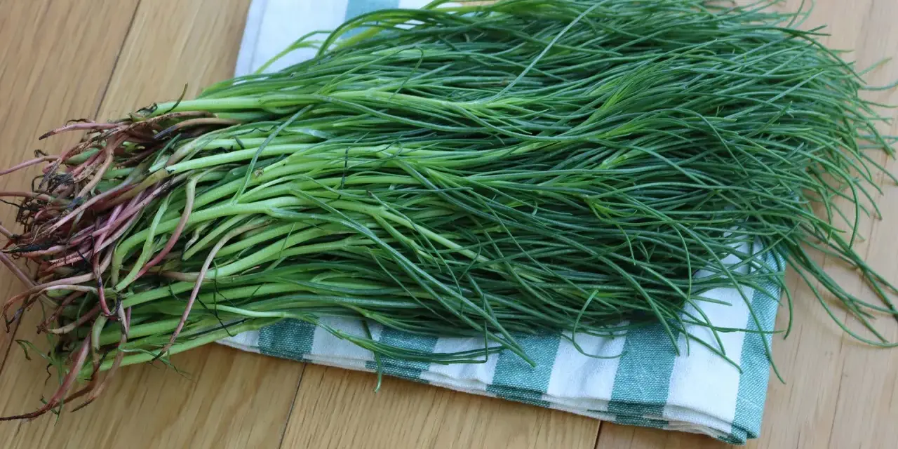 Un fascio di agretti selvatici, con le loro radici rossastre, pronti per essere cucinati. Crescono in terreni salmastri.