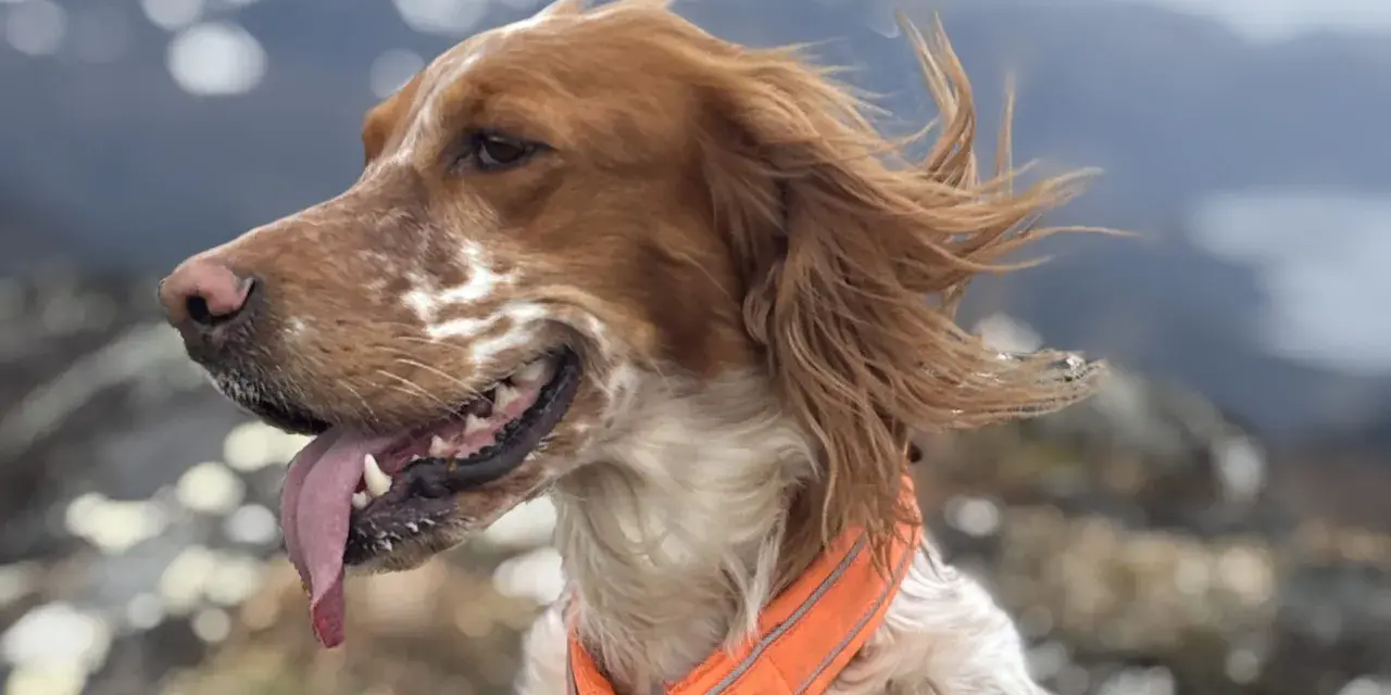 En brunvit hund med orange halsband, med tungan ute, njuter av vinden i fjällen. En riktig kissande hunden!