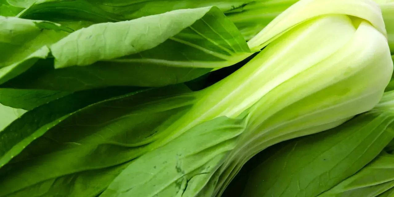 Świeży, zielony pak choi z błyszczącymi, soczystymi łodygami i liśćmi. Idealny do zdrowych dań.