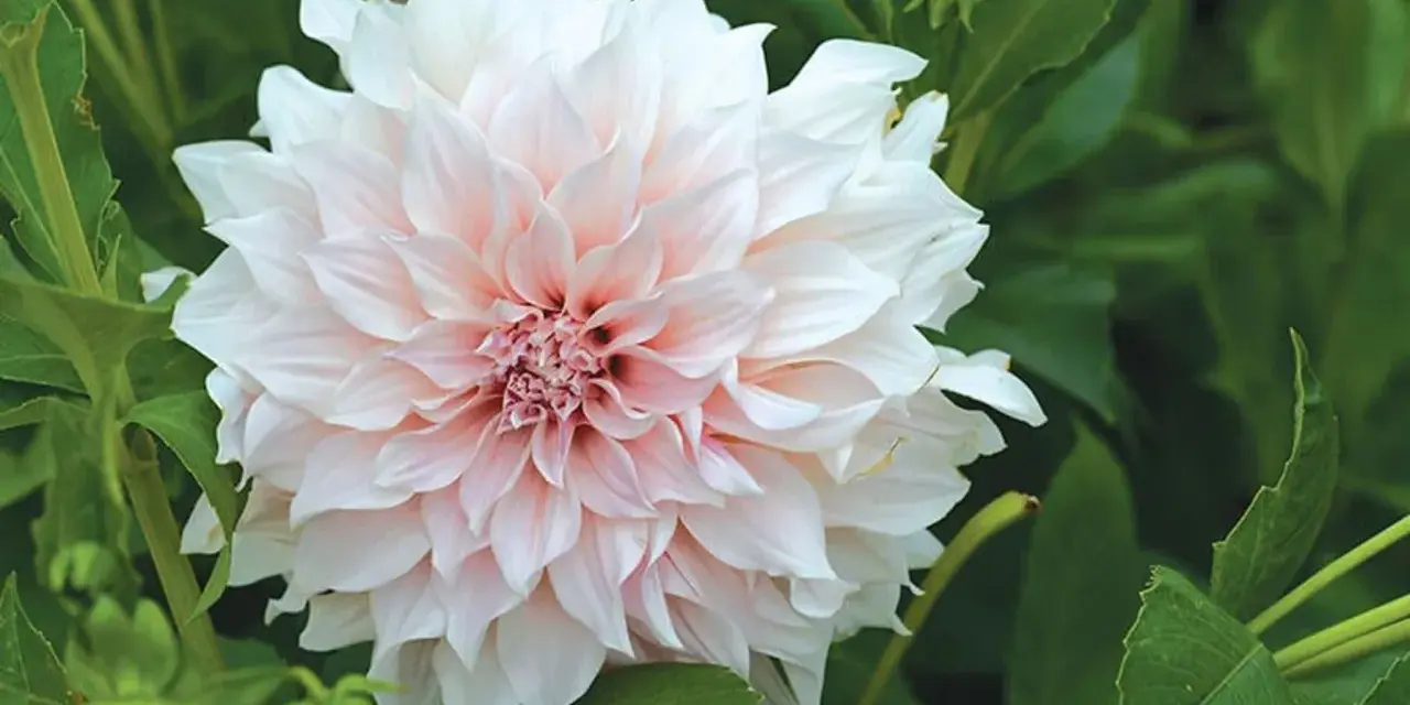 En vacker dahlia i kruka utomhus, med mjuka, ljusrosa och vita kronblad som sträcker sig utåt.