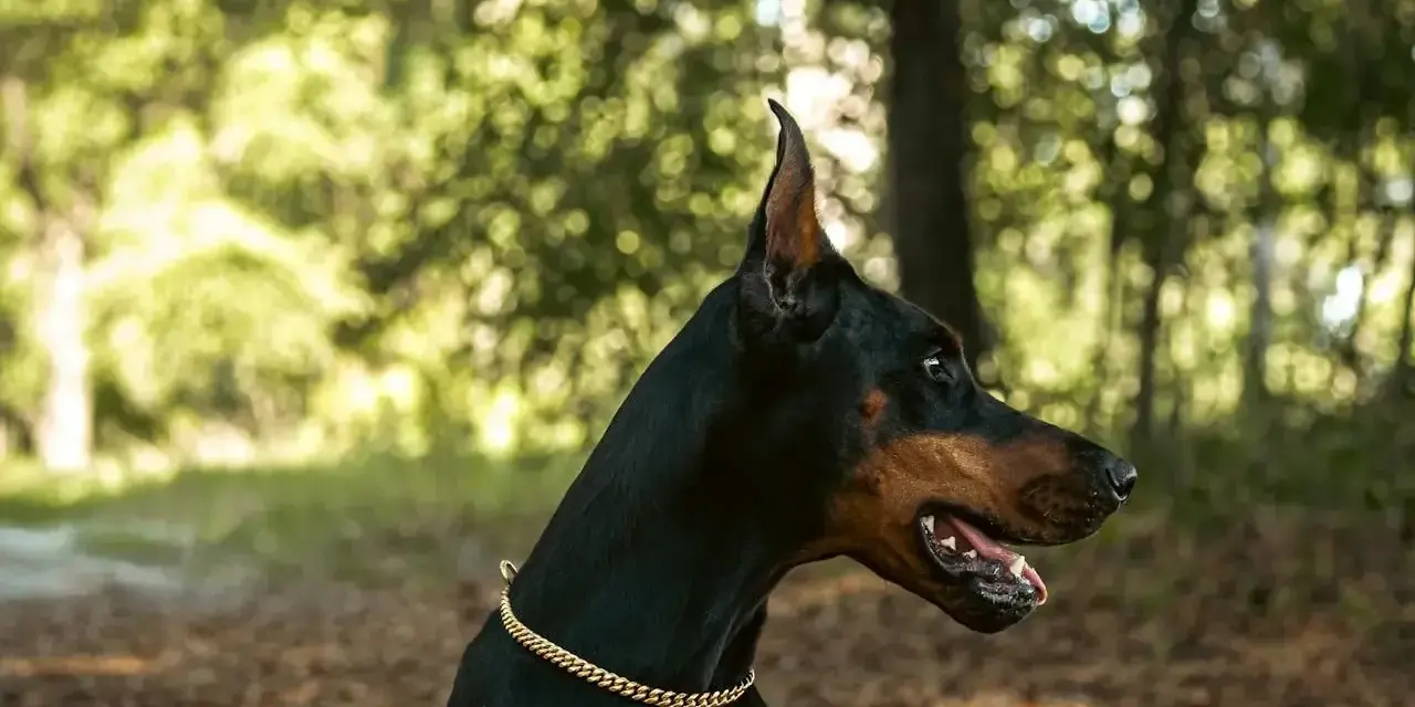 Elegancki doberman w złotej obroży, gotowy do obrony. Sprawdź doberman cena i znajdź swojego idealnego towarzysza.