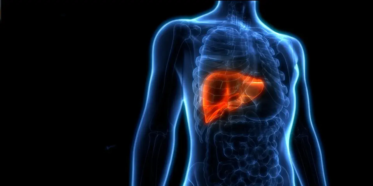 Anatomia wątroby w kolorze pomarańczowym, podkreślająca jej kluczową rolę w organizmie. Dowiedz się, czego nie lubi wątroba, by zachować jej zdrowie.